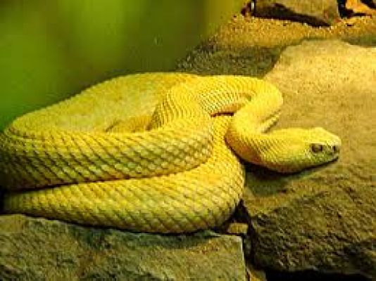 जहर से तैयार की जाती हैं कई दवाइयां 