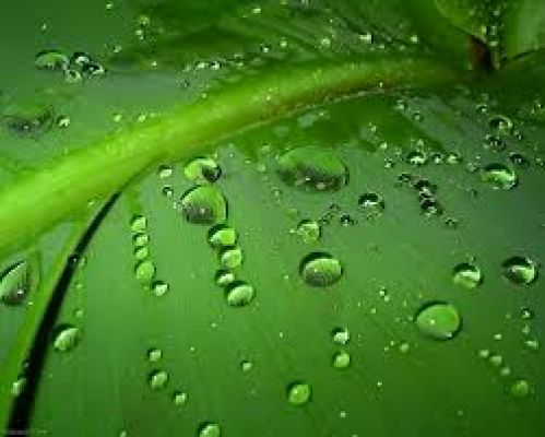 ओस और पाला में क्या अंतर है?