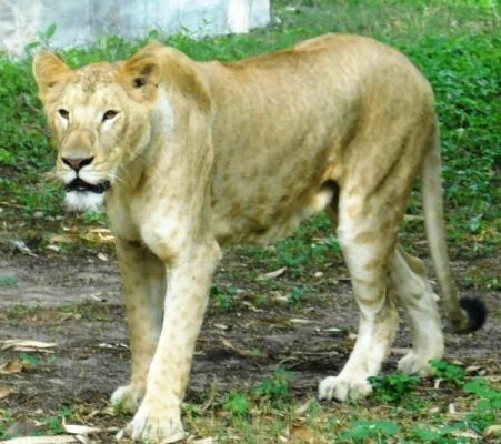 बाघिन रंभा ने जने चार शावक, मृत शावकों के साथ चल बसी शेरनी मौसमी