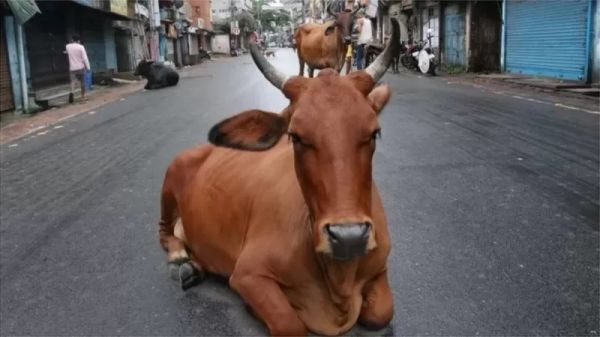 एमपी के बाद यूपी में भी गायों और गोबर के दिन फिरेंगे