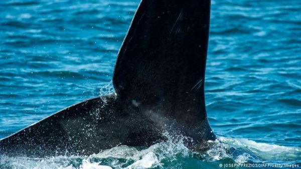 इन व्हेलों का शिकार से पीछा छूटा लेकिन मुसीबतों से नहीं