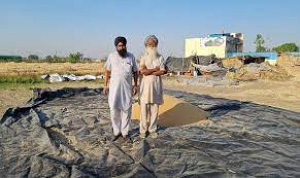 भीषण गर्मी की वजह से पंजाब में गेहूं की फसल को 20 फीसदी नुकसान का अनुमान