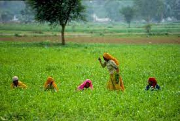 जलवायु परिवर्तन की रोकथाम के कदम न उठाए तो पंजाब-हरियाणा में 27 फीसदी हो सकती है गेहूं की उपज कम