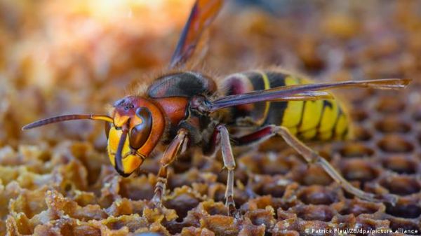 खत्म हो रहे हैं कीट, इंसान से लेकर परिदों तक पर आएगी आफत