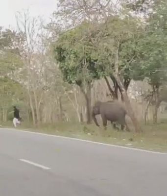 देखें VIDEO :   हाथी ने एक व्यक्ति को दौड़ाया, वीडियो वायरल