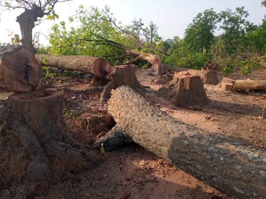 अदानी का आगमन, जंगल की बिदाई