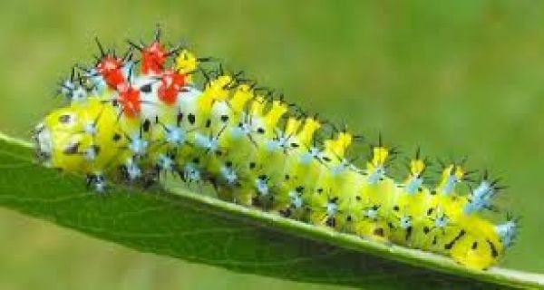 कैटरपिलर