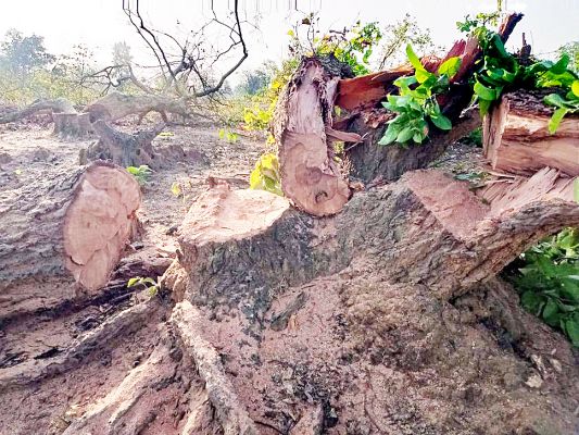 परसा कोयला खदान, पेड़ों की कटाई पर एनटीसीए ने जानकारी बुलाई