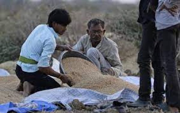 क्या दुनिया का पेट भर पाएगा भारत या संकट से निपटने के लिए गेहूं करेगा आयात?