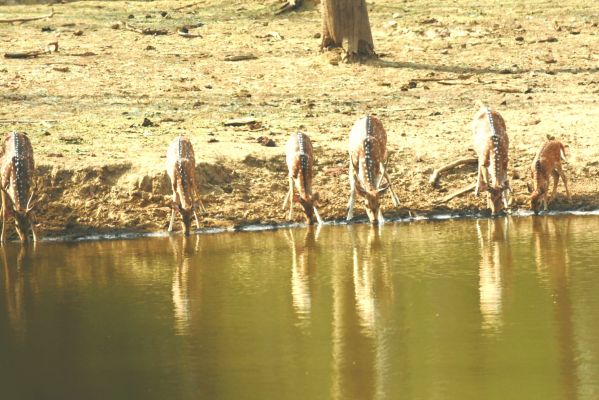  इस अनुशासन और धीरज को आप जंगल राज कैसे कहेंगे?