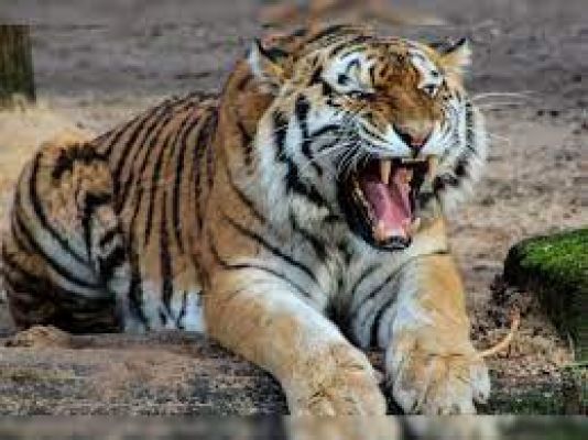 गढ़चिरौली में बाघ के हमले में एक व्यक्ति की मौत