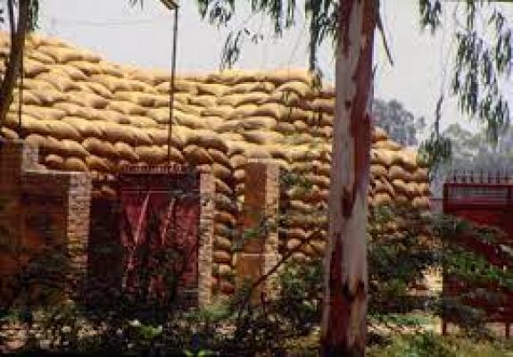 गेहूं संकट: क्या सरकार ने निजी व्यापारियों के फायदे के लिए हाथ खड़े किए