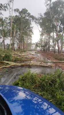 देखें VIDEO : आंधी-बारिश ने मैनपाट में मचाई तबाही, कई जगह गिरे पेड़