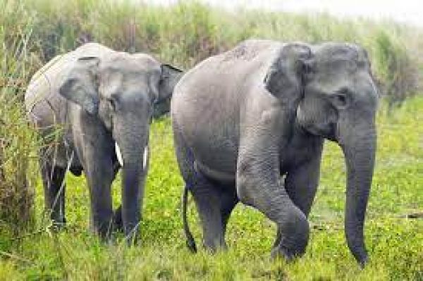 उत्तराखंड के जंगलों में हाथी की लीद में मिले प्लास्टिक के अंश, बड़े खतरे के संकेत