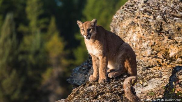 मालकिन को बचाने के लिए शेर से भिड़ गई कुतिया