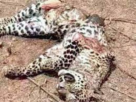 बहराइच में तेंदुए की भूख-प्यास और गर्मी से मौत होने की आशंका