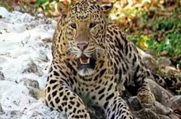 बहराइच में तेंदुए की भूख-प्यास और गर्मी से मौत होने की आशंका