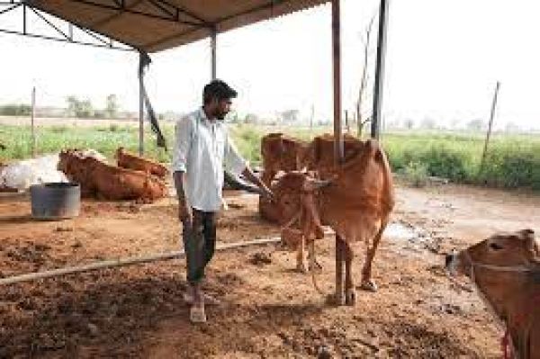 चारे का संकट : डेरी फार्मिंग छोड़कर डॉग फार्मिंग को मजबूर हुआ पशुपालक