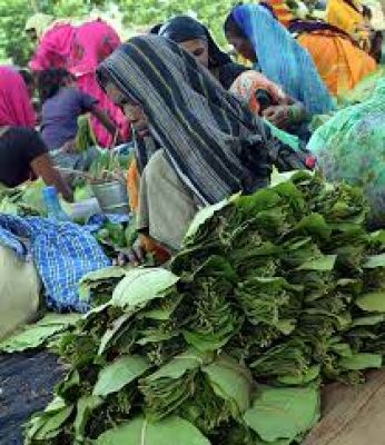 छत्तीसगढ़ में तेंदूपत्ता खुद बेचना चाहते है आदिवासी, सरकार को है ऐतराज