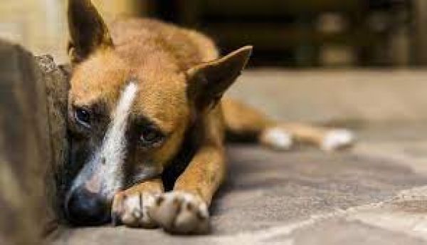 महाराष्ट्र : कुत्ते को पीट-पीटकर मार डालने के आरोप में व्यक्ति, उसके बेटे के खिलाफ मामला दर्ज