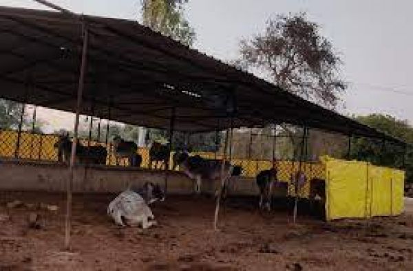 चारे का संकट: क्या दान में मिले भूसे से पलेंगी गौशाला की गायें?