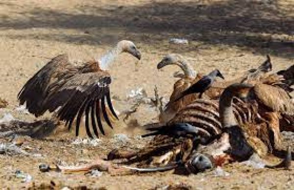 डाउन टू अर्थ खास: विलुप्त होते गिद्धों की जान ले रही है ये दवाएं