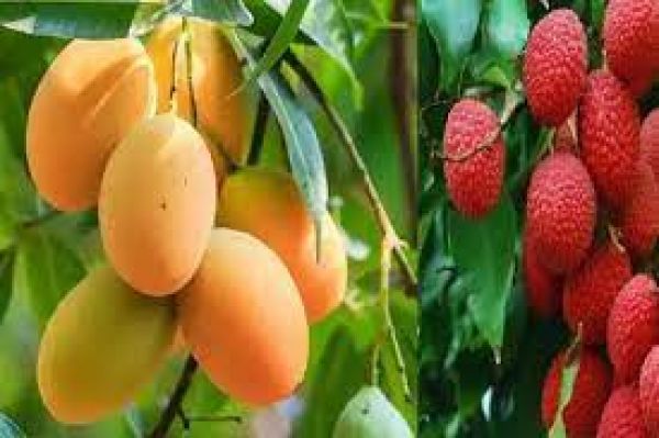 बिहार के लंगड़ा आम और शाही लीची को जल्द ही नए विदेशी बाजार मिलेंगे