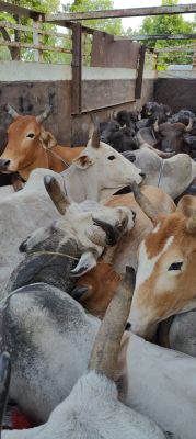 48 मवेशियों से भरे दो ट्रक जब्त, 4 गिरफ्तार