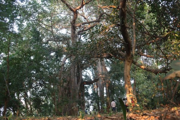 495 साल पुराने बरगद से गांव के हर शख्स ने बनाया रिश्ता, 44 हजार वर्गफीट में फैले