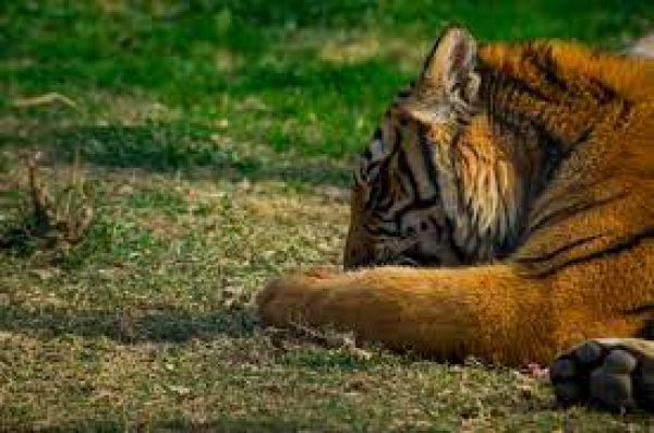 गुरु घासीदास अभयारण्य में एक बाघ की मौत, शिकार की पुष्टि नहीं