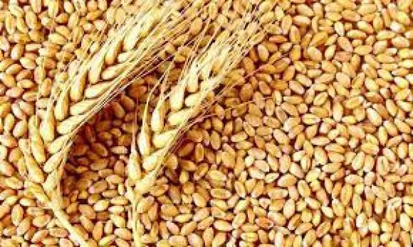 यूएई ने भारतीय गेहूँ के निर्यात पर 4 महीने की रोक लगाई