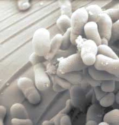 फेफड़े का कैंसर रोकने में मददगार बैक्टीरिया