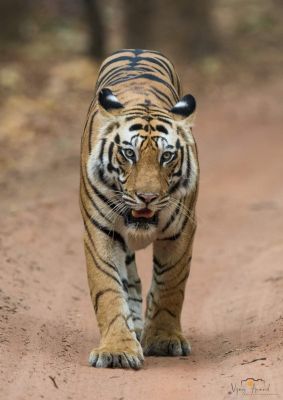 टाइगर क्यों प्रवास करते हैं