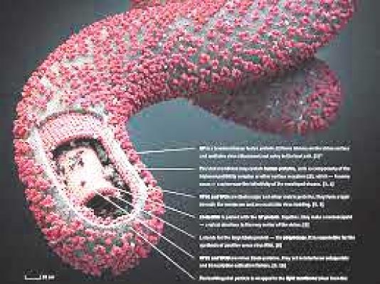  क्या है इबोला वायरस