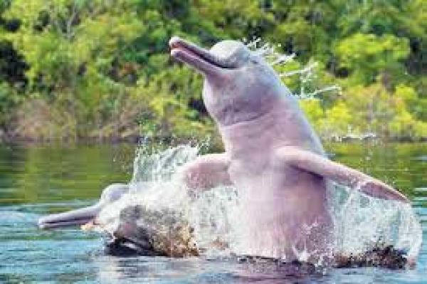 गंगा डॉल्फिन