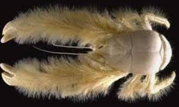 येती केकड़े की पहली प्रजाति 