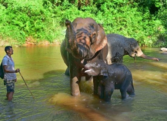 प्रोजेक्ट एलीफैंट के तहत मुआवजा लेने के लिए आधार कार्ड जरूरी