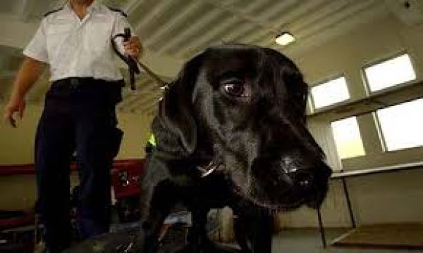 स्नीफर डॉग