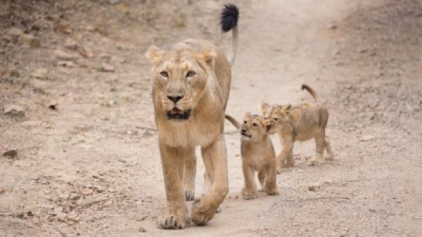 गुजरात में शेरनी का हमला, 3 घायल