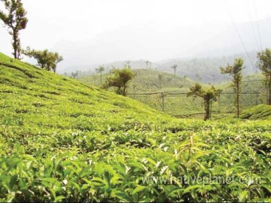 वायनाड 