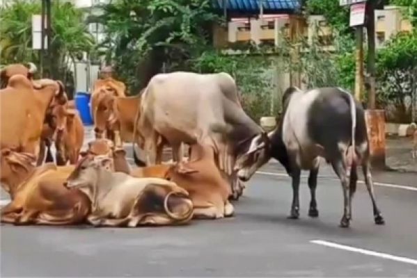 गुजरात में आवारा पशुओं से बढ़ रहा हादसे का खतरा, दावों की खुली पोल