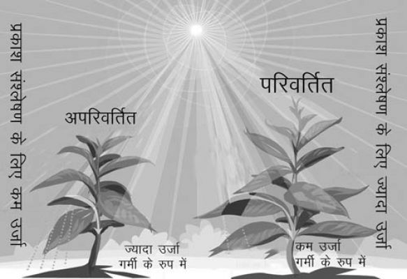‘छत्तीसगढ़’ का संपादकीय :  सूरज की रौशनी पर टिकी एक नई तकनीक मिटा सकती है दुनिया की भूख