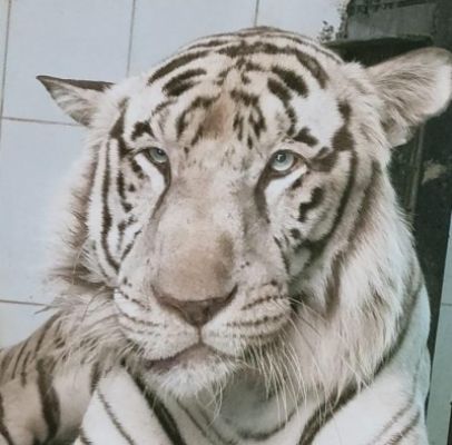 सफेद बाघ जय को जल्द ही चेन्नई से एक मिलेगा नया साथी