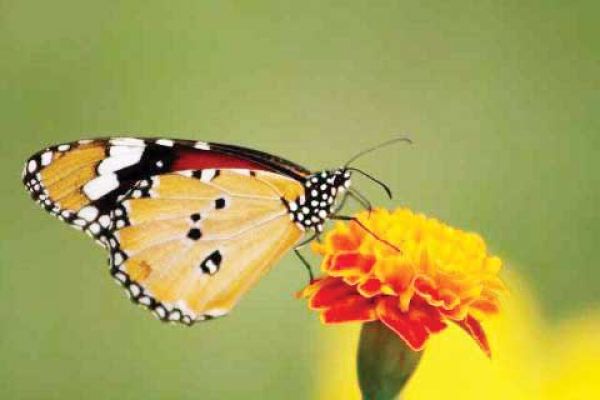तितलियों की बहुत सी प्रजातियां खतरे में