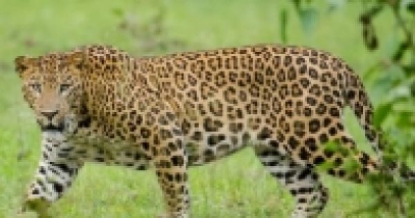जम्मू-कश्मीर के उरी में तेंदुए के जबड़े से छूटी किशोरी का शव मिला