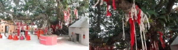 'मोक्षस्थली' गया के अक्षयवट में सुफल के बाद ही सफल माना जाता है श्राद्धकर्म