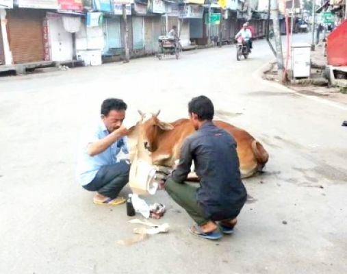 बेसहारा गोवंश की सेवा में समर्पित पप्पू किदवई का जीवन