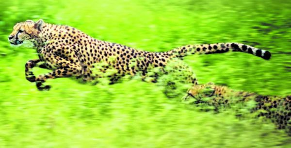 कूनो की कहानी: जिसे बनना था एशियाई शेरों का घर वो बन गया अफ्रीकी चीतों की पनाहगार