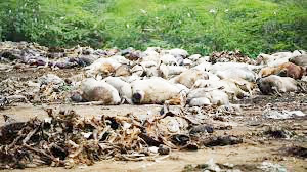 गायों के बाद अब हिरणों में फैली महामारी-आश्चर्यजनक है प्रधानमंत्री की चुप्पी