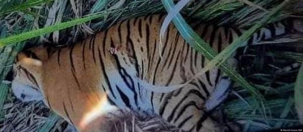 बिहार में बढ़ते बाघों से बड़ा स्थानीय लोगों का संकट
